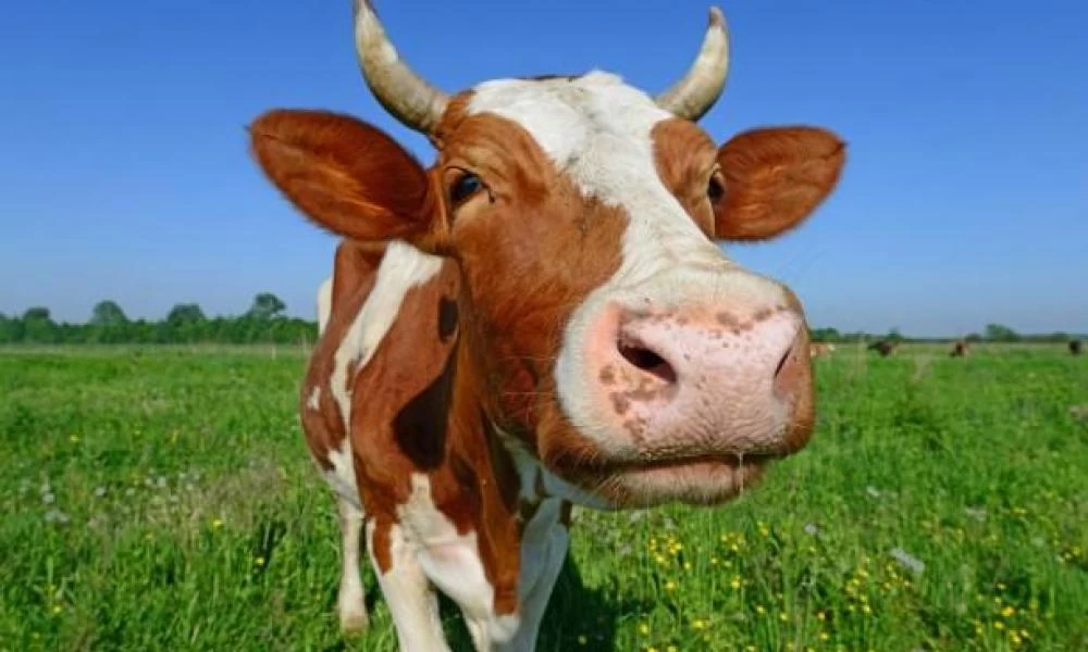 Ινδία: Βουλευτής πίνει ούρα αγελάδας ως φάρμακο για τον κορονοϊό!